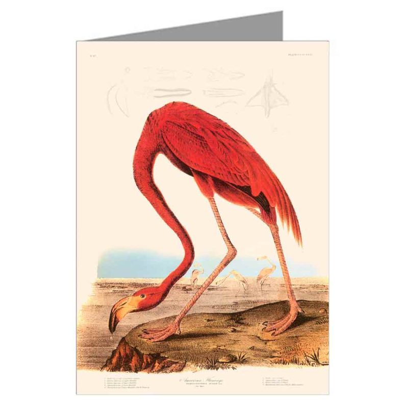 American Flamingo by Audubon
