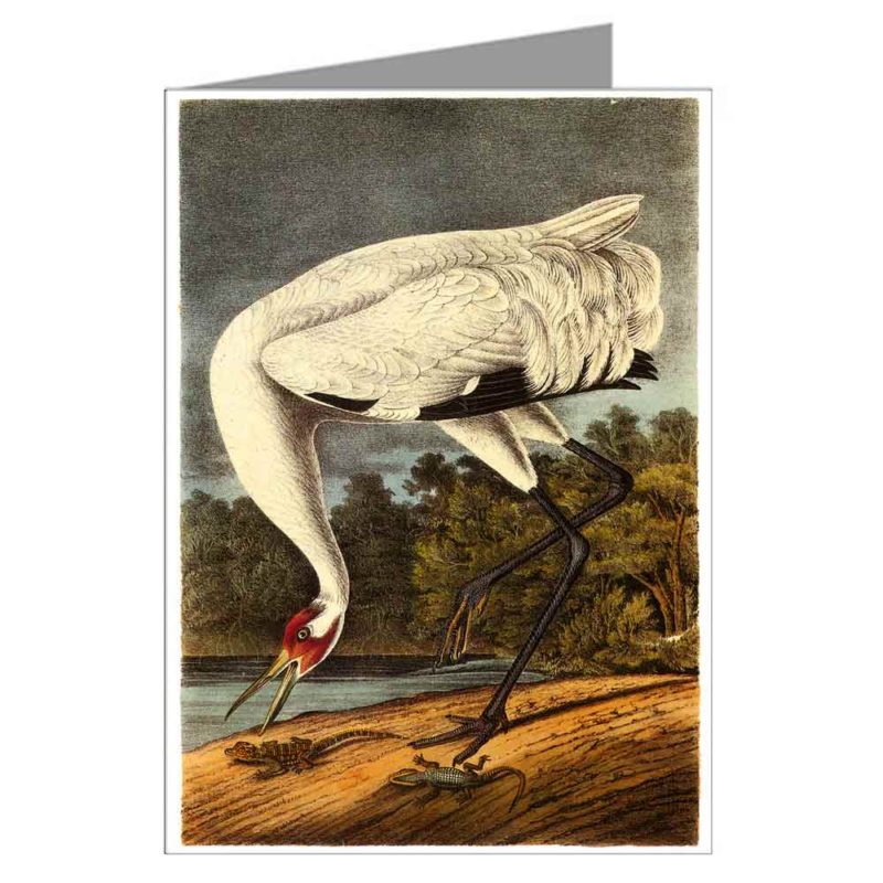 Whooping Crane on a Riverbank